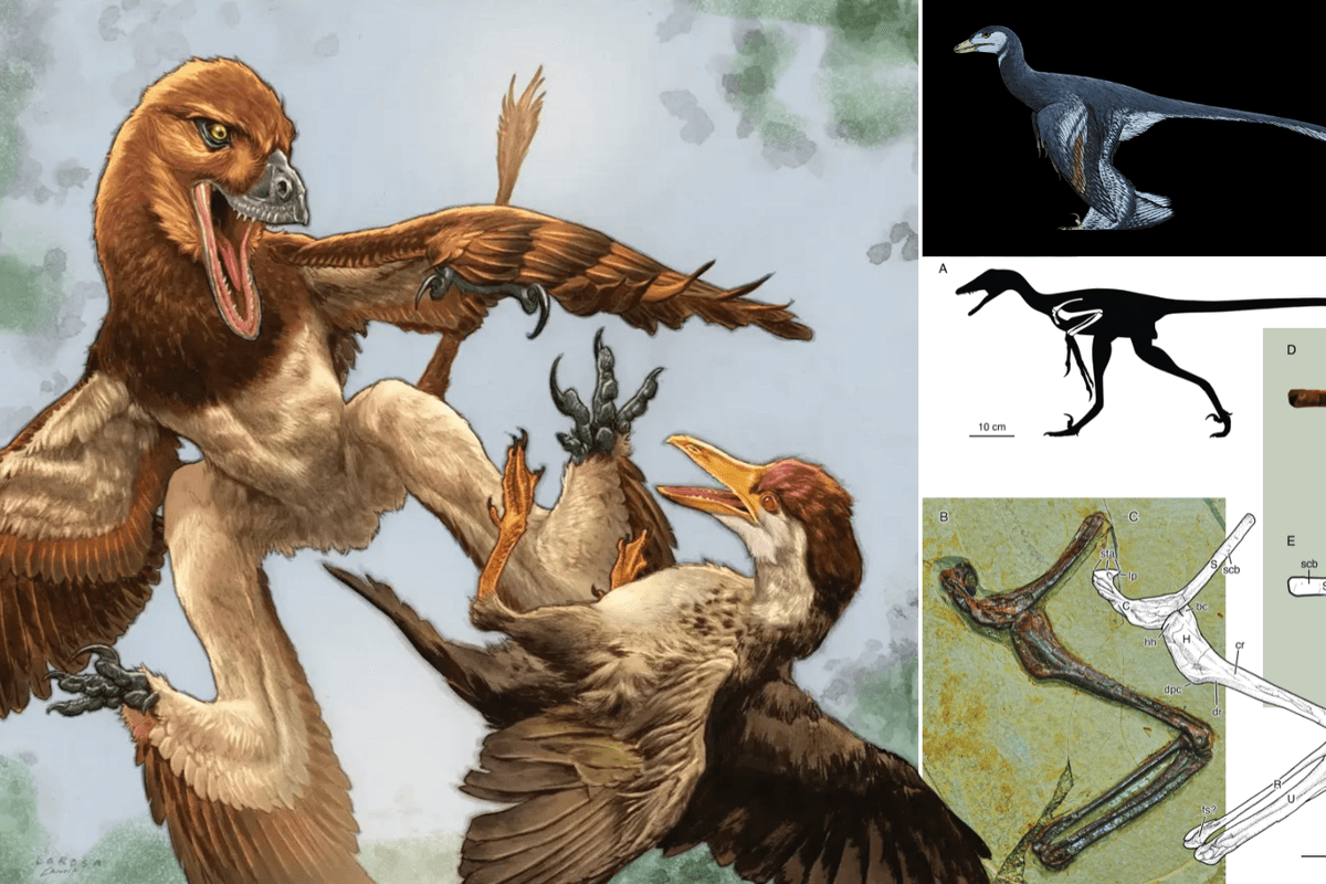 'Four-winged dragon' that stalked prey from trees revealed as new species of dinosaur