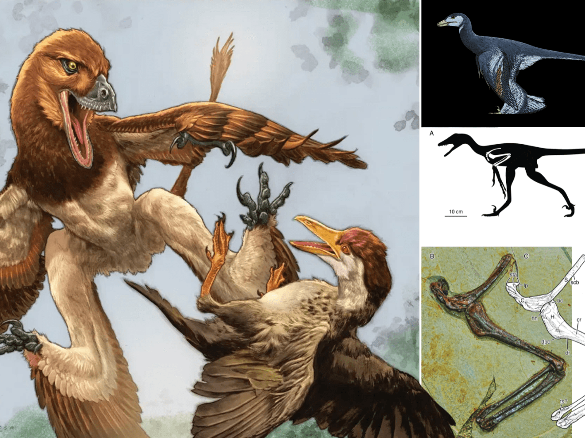 'Four-winged dragon' that stalked prey from trees revealed as new species of dinosaur