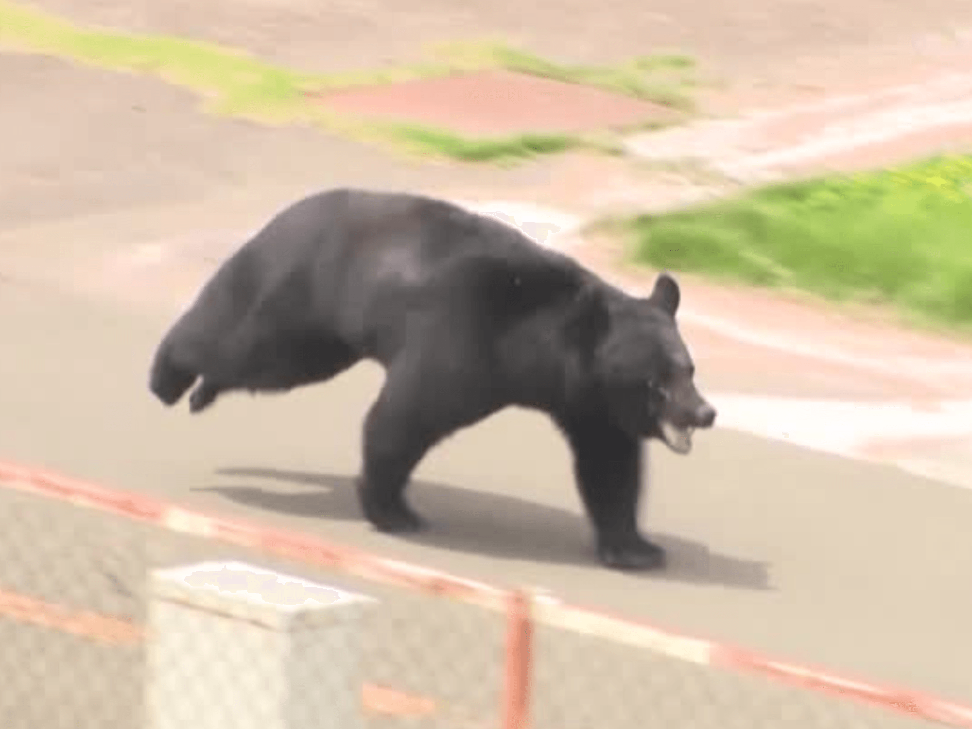 Runaway bear forces dozens of schools to close after four people attacked in Japanese city