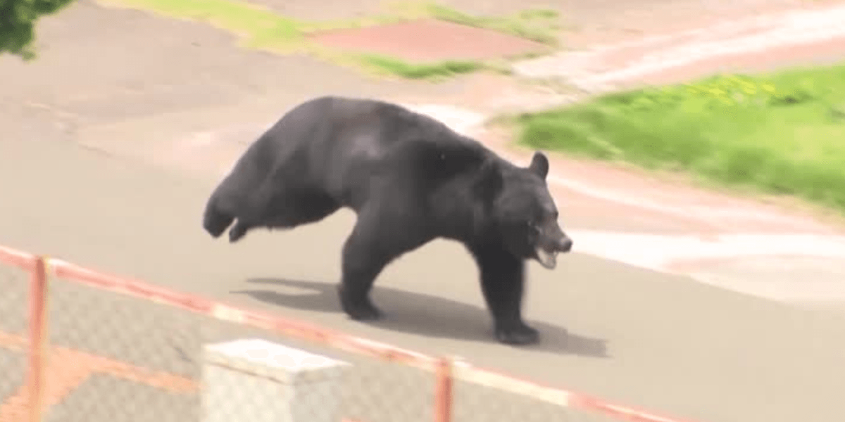 Runaway bear forces dozens of schools to close after four people attacked in Japanese city