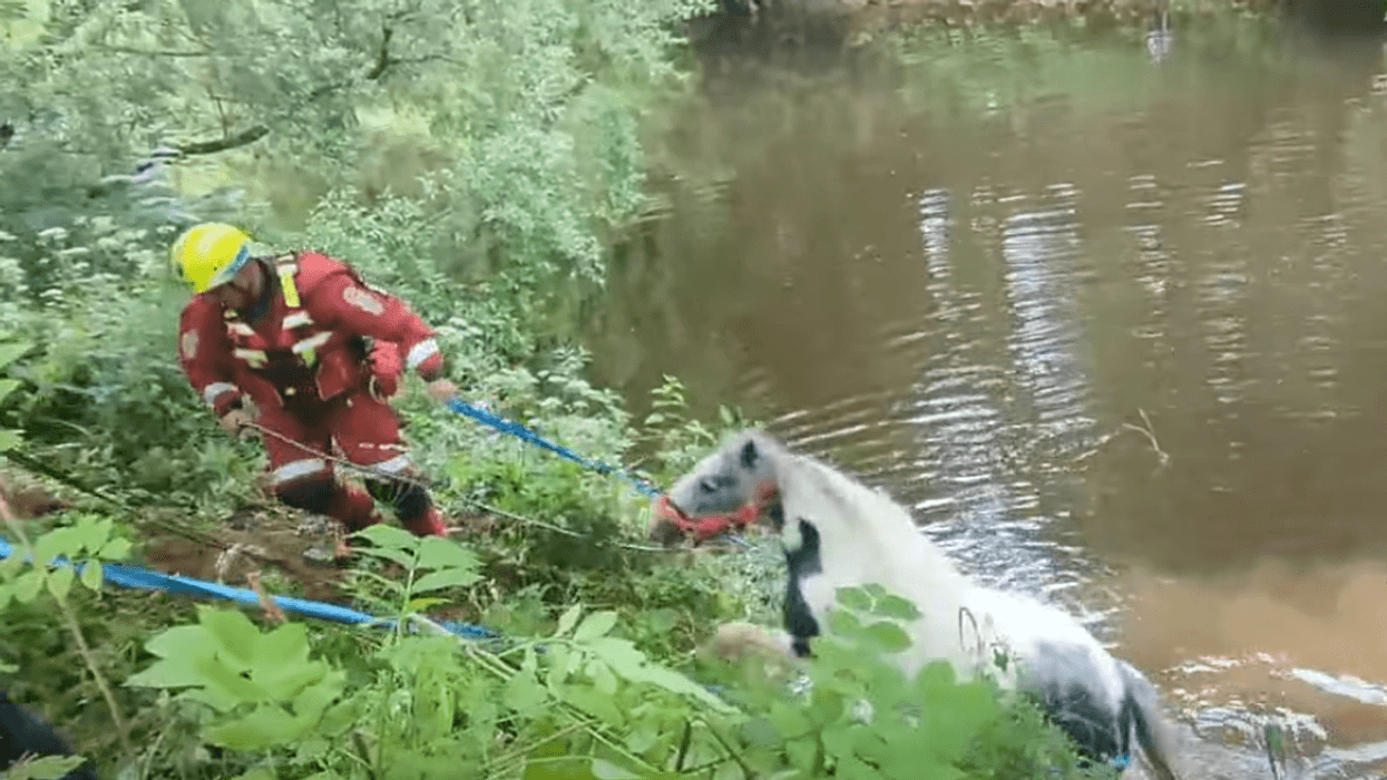 Horse swept away during Europe's biggest gypsy gathering in UK market town
