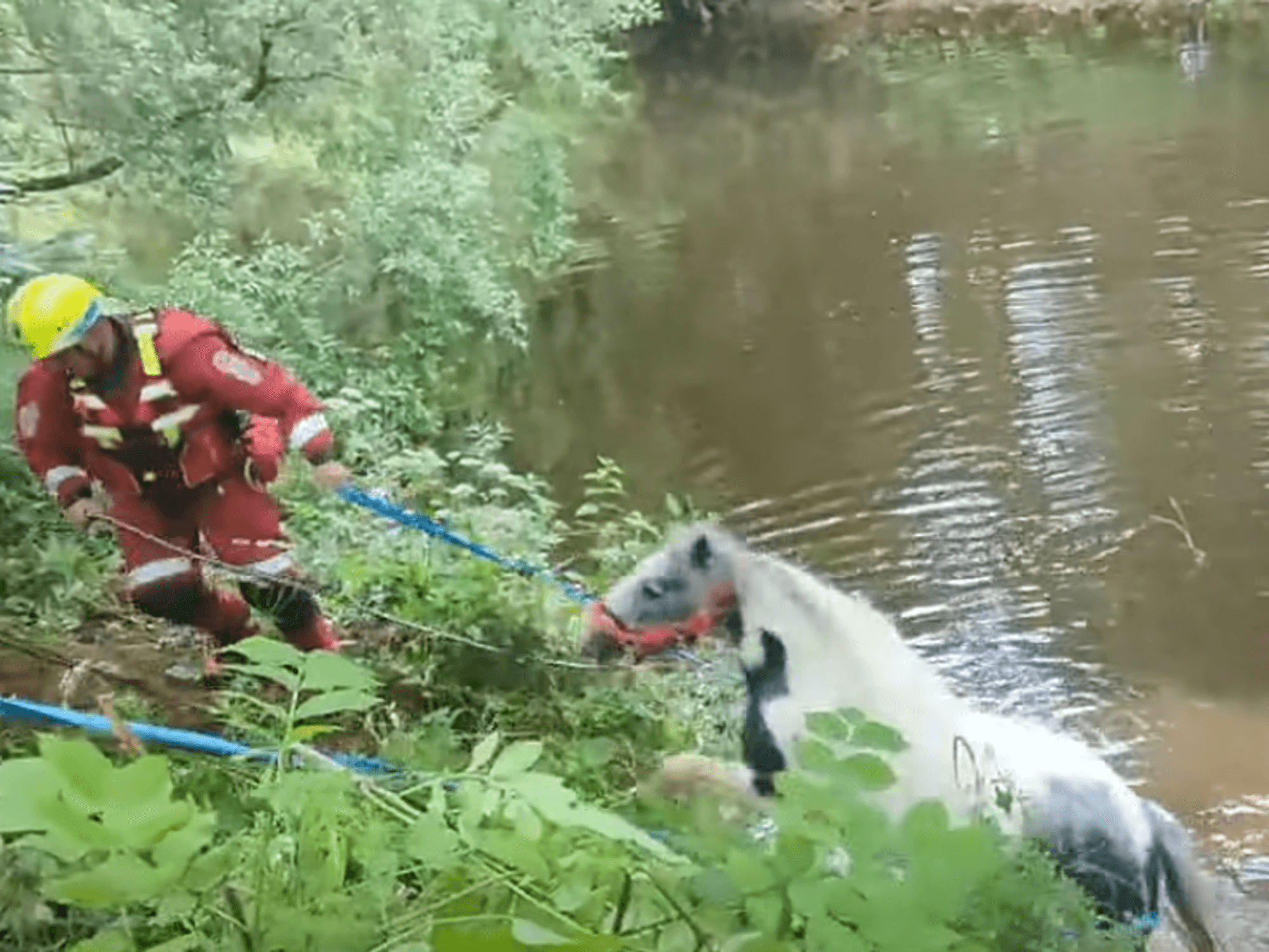 Horse swept away during Europe's biggest gypsy gathering in UK market town