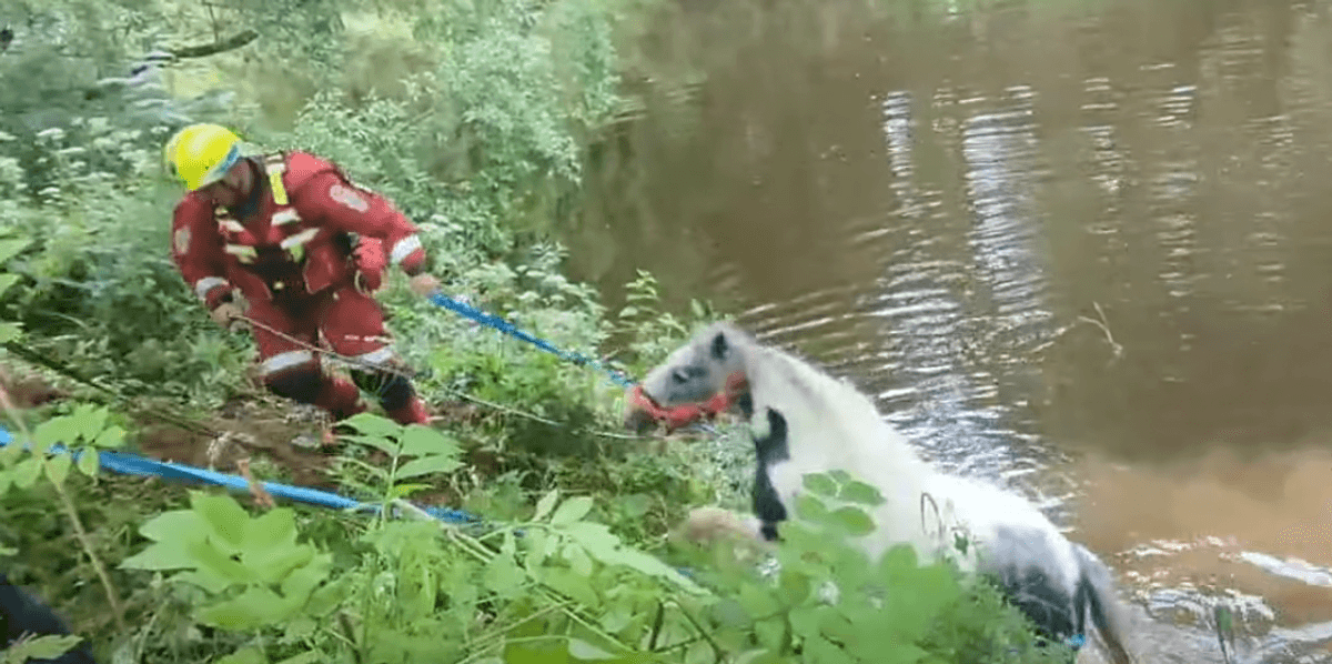 Horse swept away during Europe's biggest gypsy gathering in UK market town