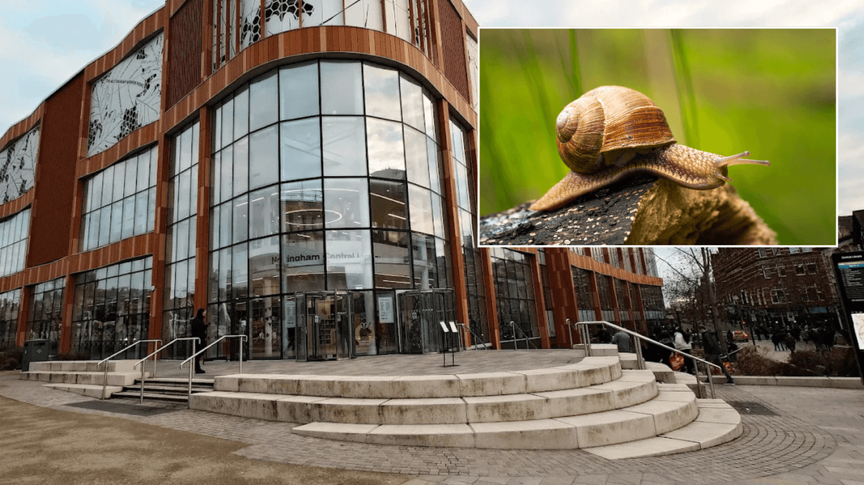 Council pulls snail racing event and apologises after activists express concern for animal welfare