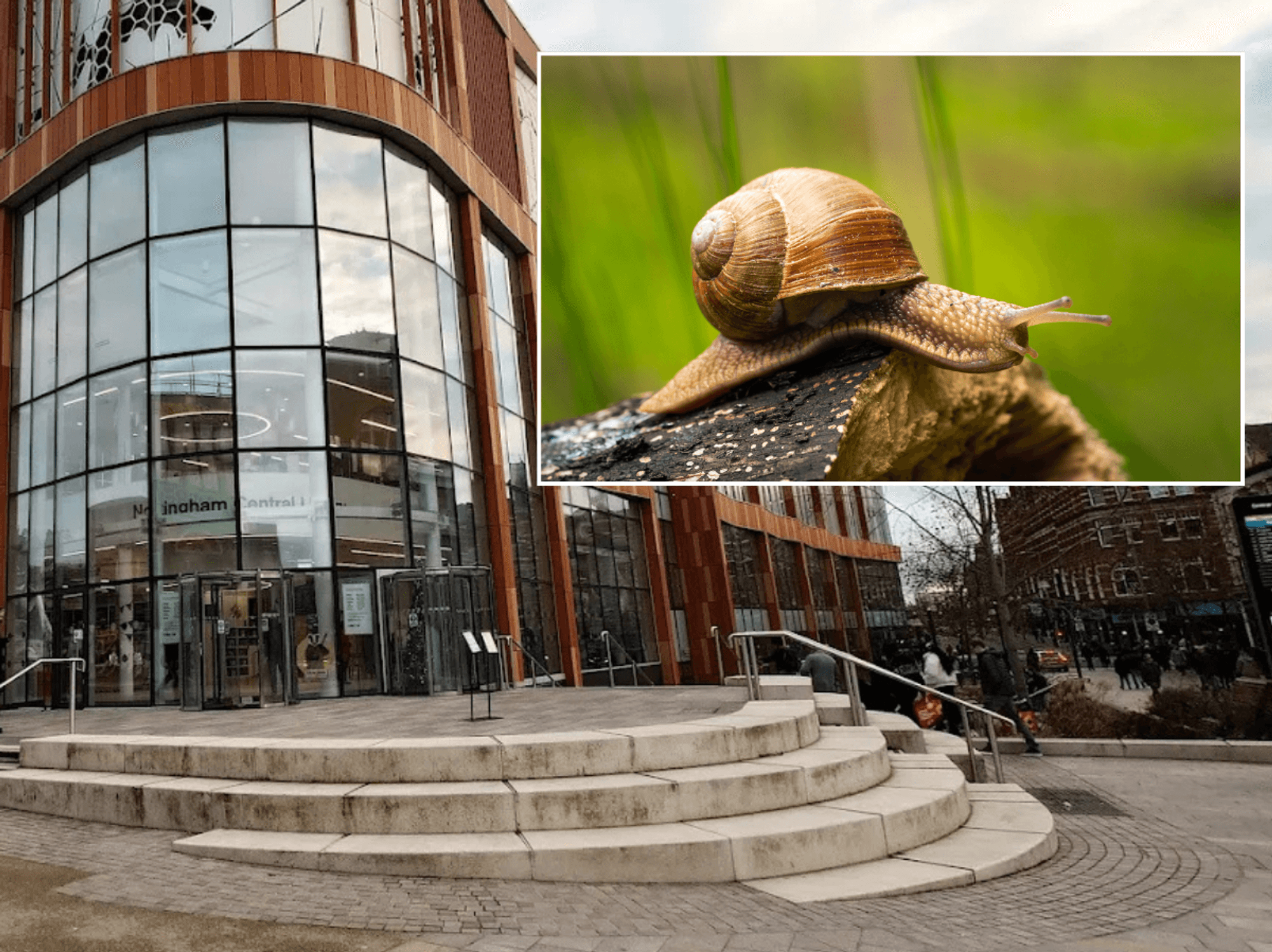 Council pulls snail racing event and apologises after activists express concern for animal welfare