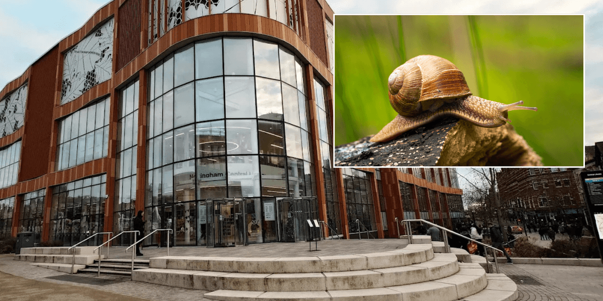 Council pulls snail racing event and apologises after activists express concern for animal welfare Council pulls snail racing event and apologises after activists express concern for animal welfare