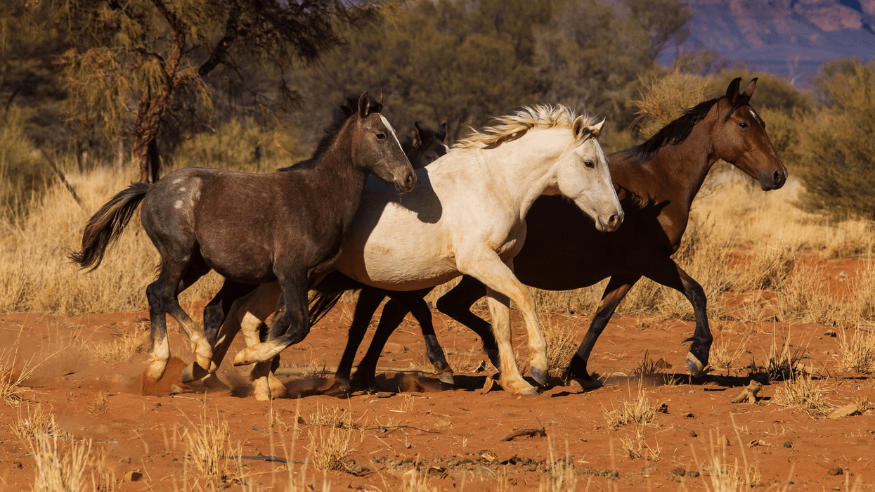Australia sends in helicopters to shoot wild horses from the air to protect 'indigenous plants'