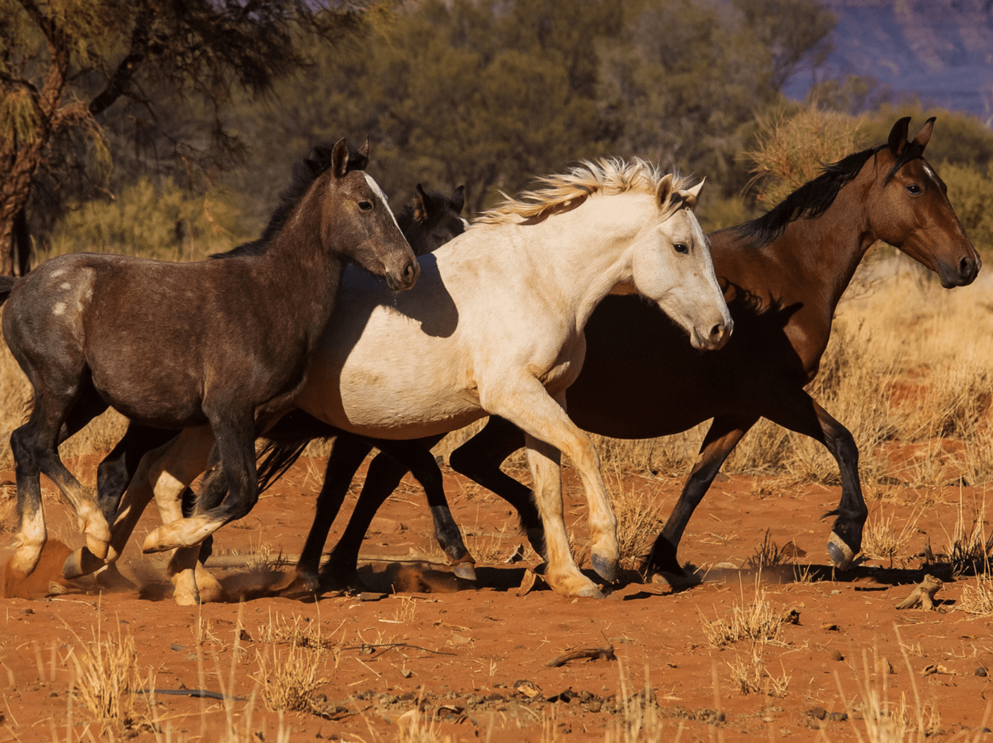 Australia sends in helicopters to shoot wild horses from the air to protect 'indigenous plants'