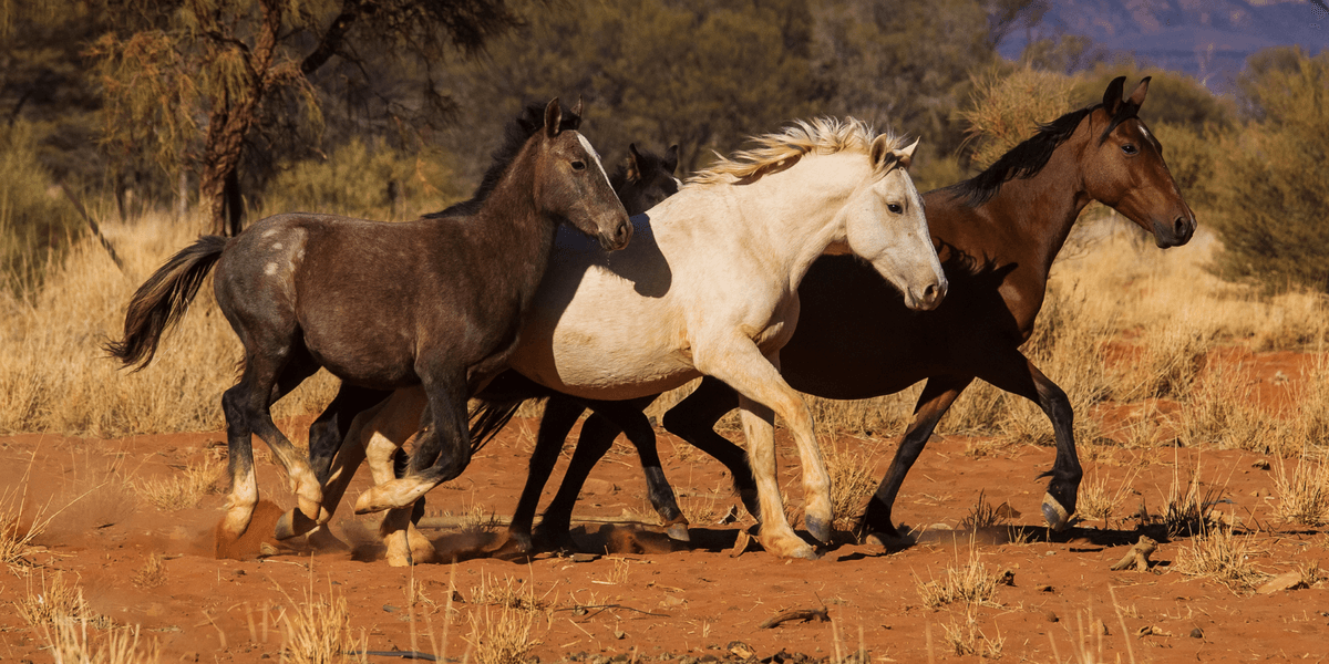 Australia sends in helicopters to shoot wild horses from the air to protect 'indigenous plants'