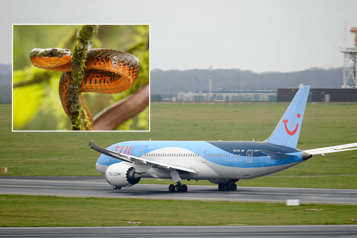 Tui flight left shocked after snake discovered on board London-bound plane