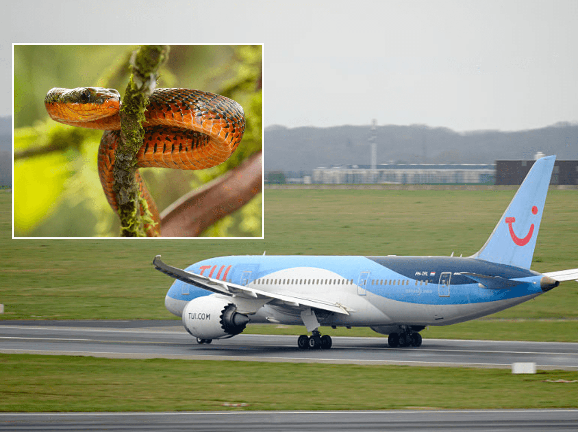 Tui flight left shocked after snake discovered on board London-bound plane