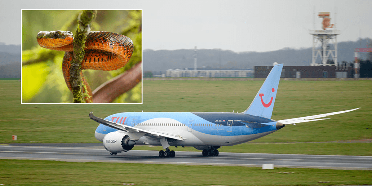 Tui flight left shocked after snake discovered on board London-bound plane Tui flight left shocked after snake discovered on board London-bound plane