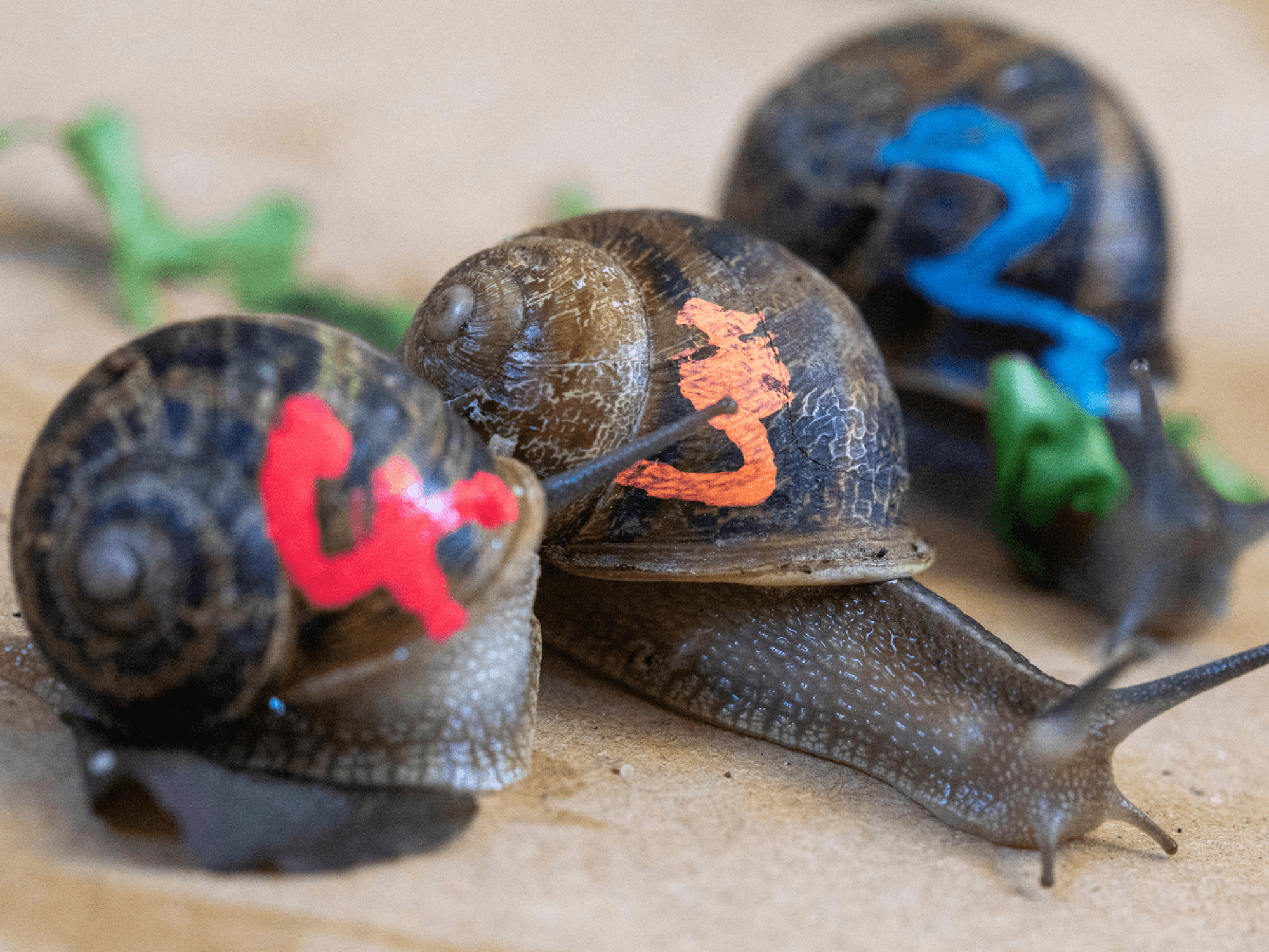 Council killjoys scrap children's snail race after animal rights activists claim it's cruel