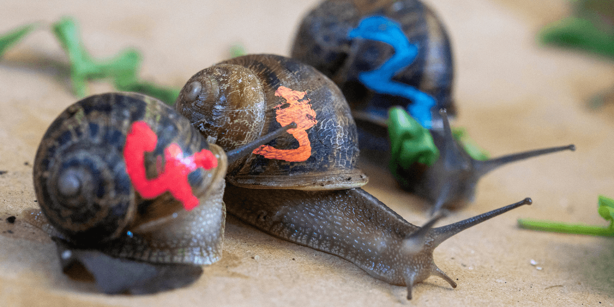 Council killjoys scrap children's snail race after animal rights activists claim it's cruel