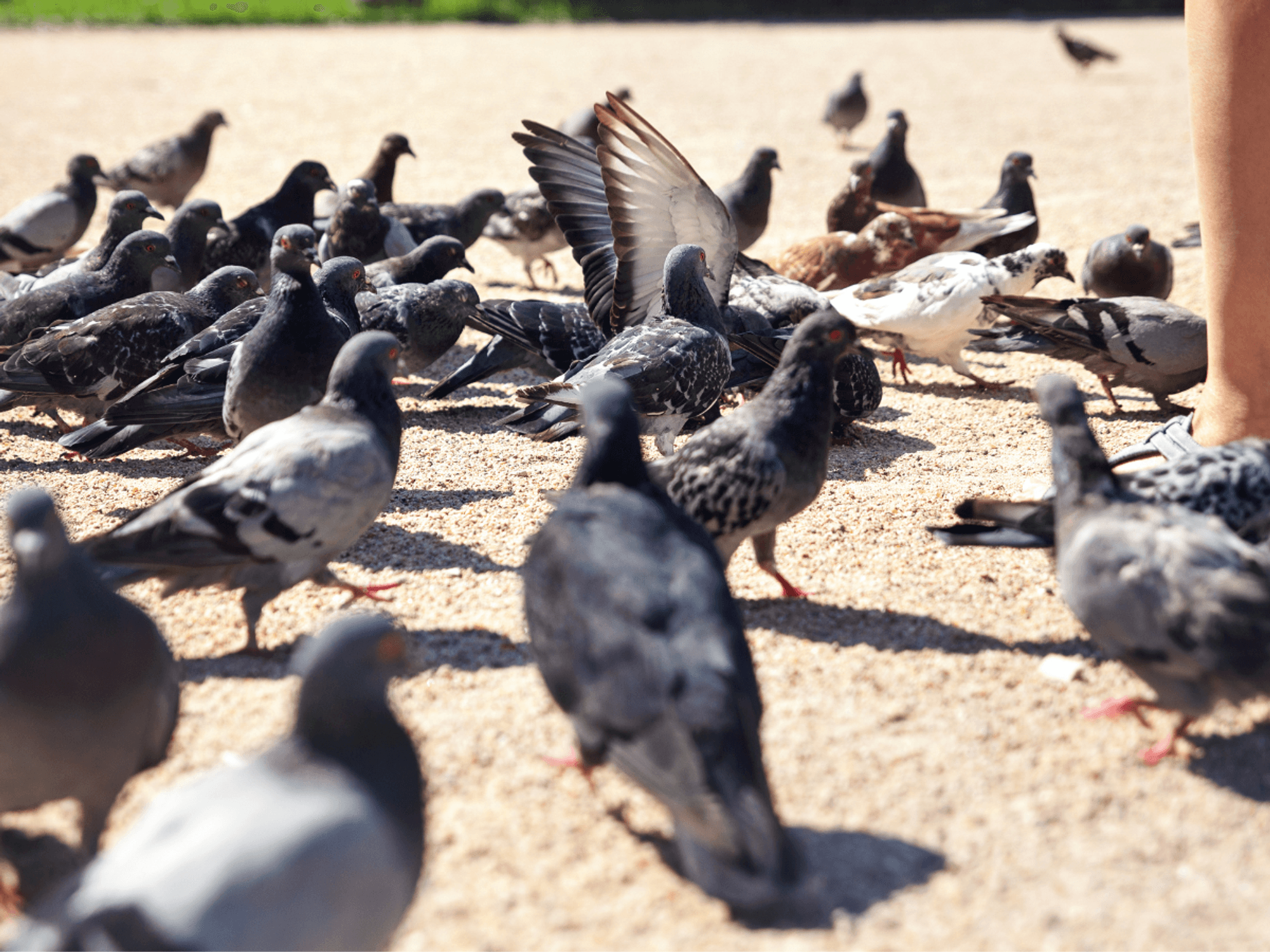 English tutor slapped with £150 fine for tossing sandwich crusts to hungry pigeons