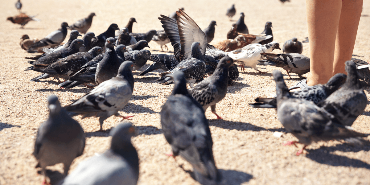 English tutor slapped with £150 fine for tossing sandwich crusts to hungry pigeons