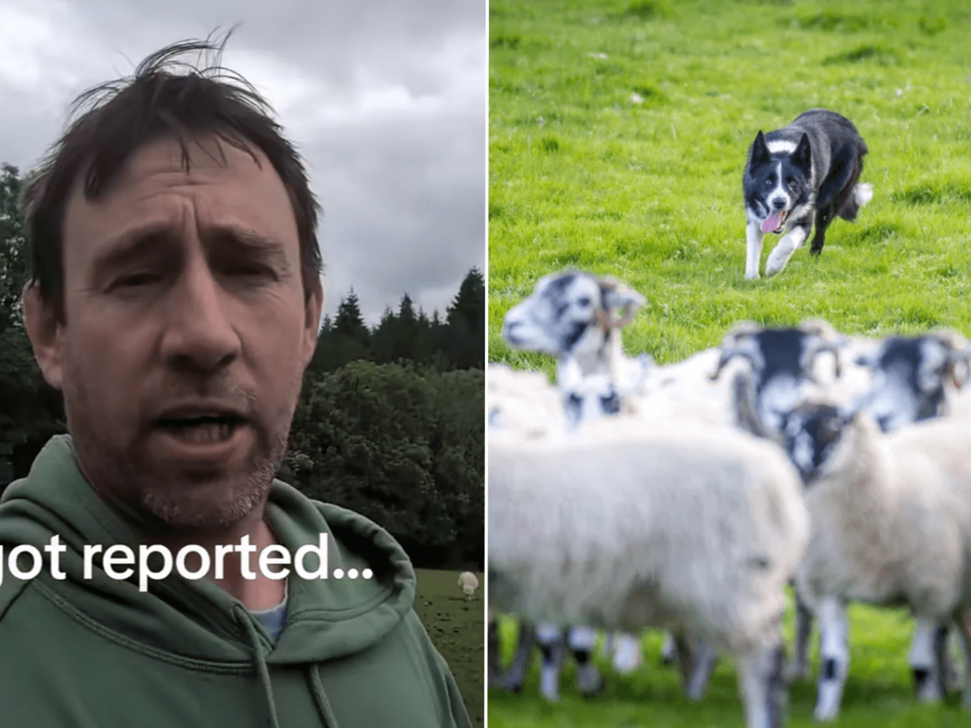 Farmer reported to RSPCA for rounding up his own sheep by busybody passer-by