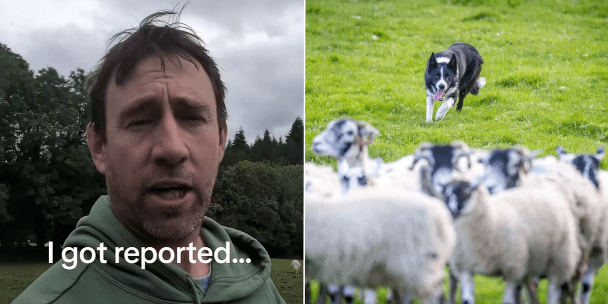 Farmer reported to RSPCA for rounding up his own sheep by busybody passer-by