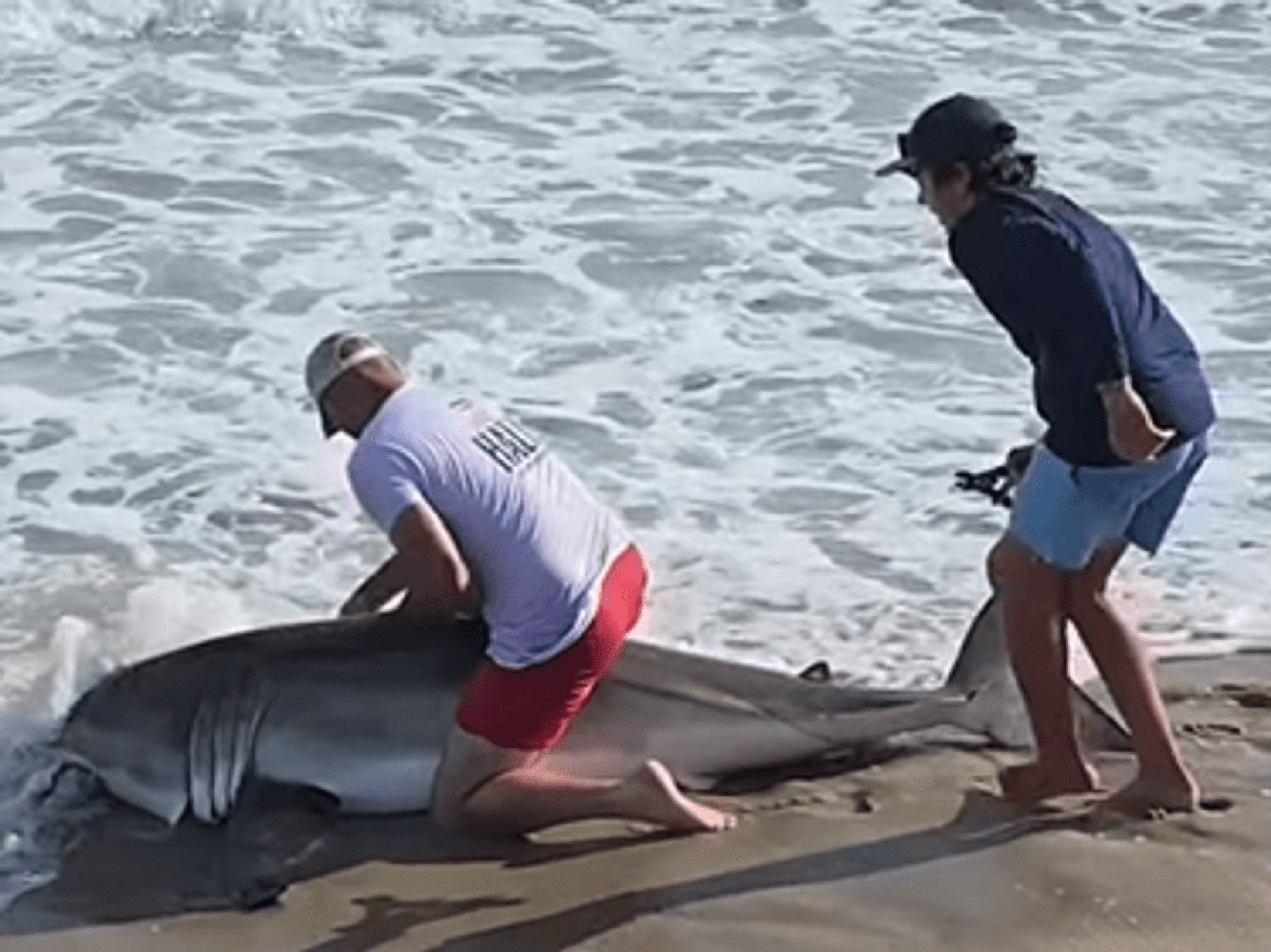 Veteran fisherman wrestles great white shark on beach in shocking video