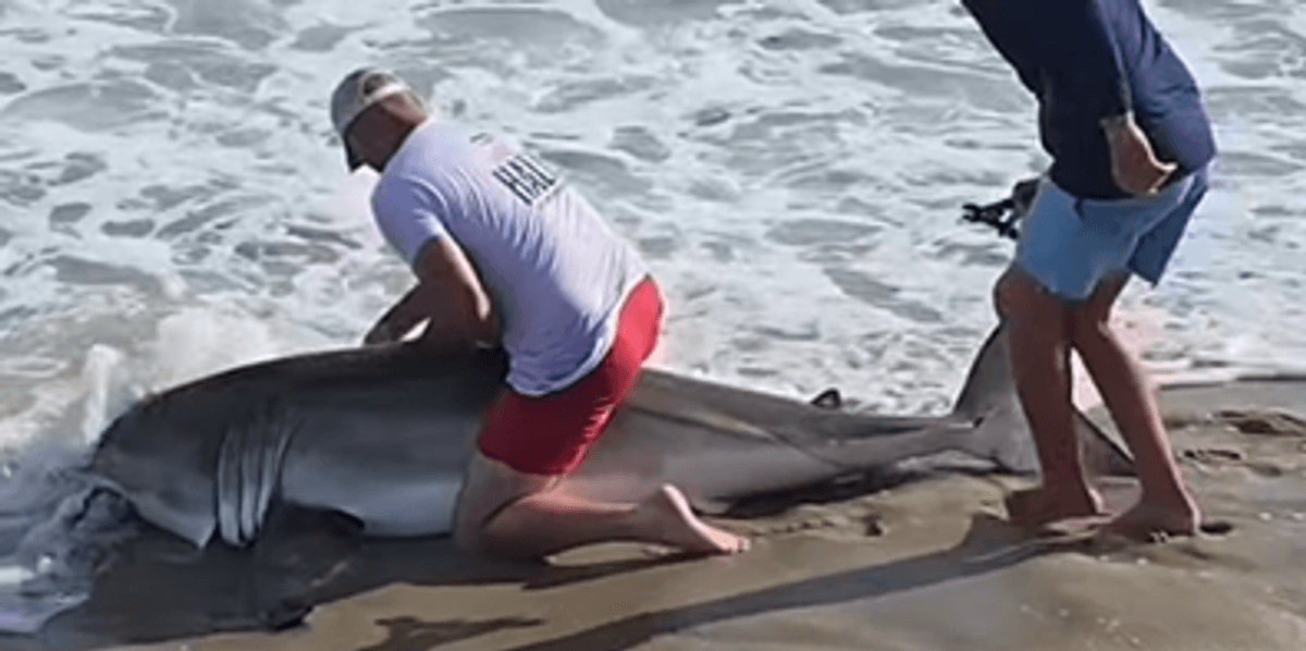 Veteran fisherman wrestles great white shark on beach in shocking video