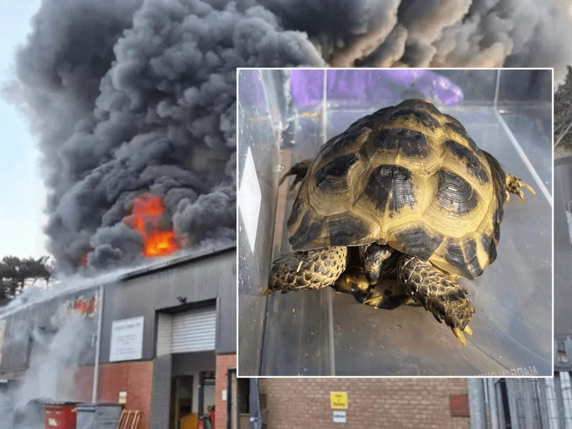 Miracle as baby tortoise is ONLY animal to survive horrific fire at British zoo and soft play centre