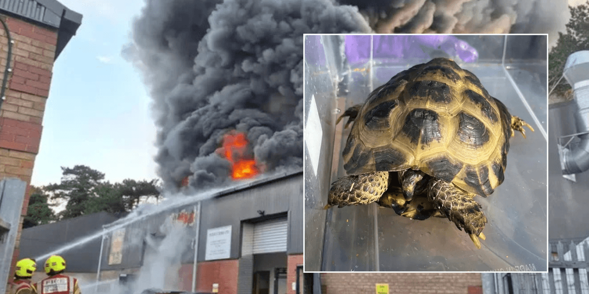 Miracle as baby tortoise is ONLY animal to survive horrific fire at British zoo and soft play centre