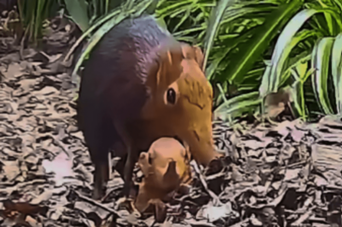 British zoo 'defies the odds' and celebrates birth of SECOND pair of Sengi pups