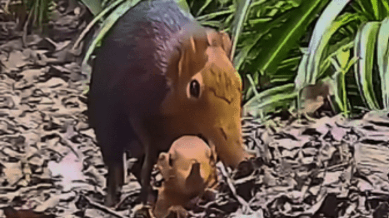 British zoo 'defies the odds' and celebrates birth of SECOND pair of Sengi pups