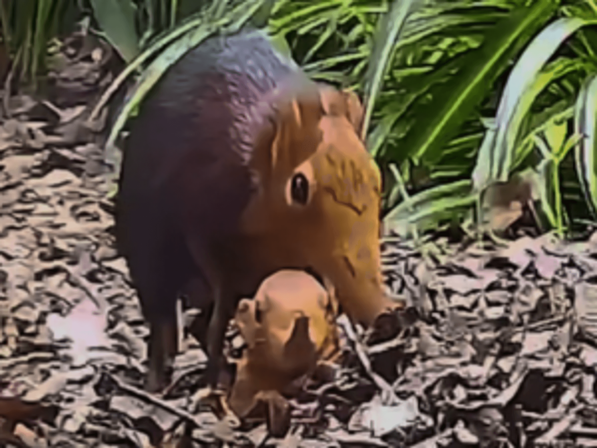 British zoo 'defies the odds' and celebrates birth of SECOND pair of Sengi pups
