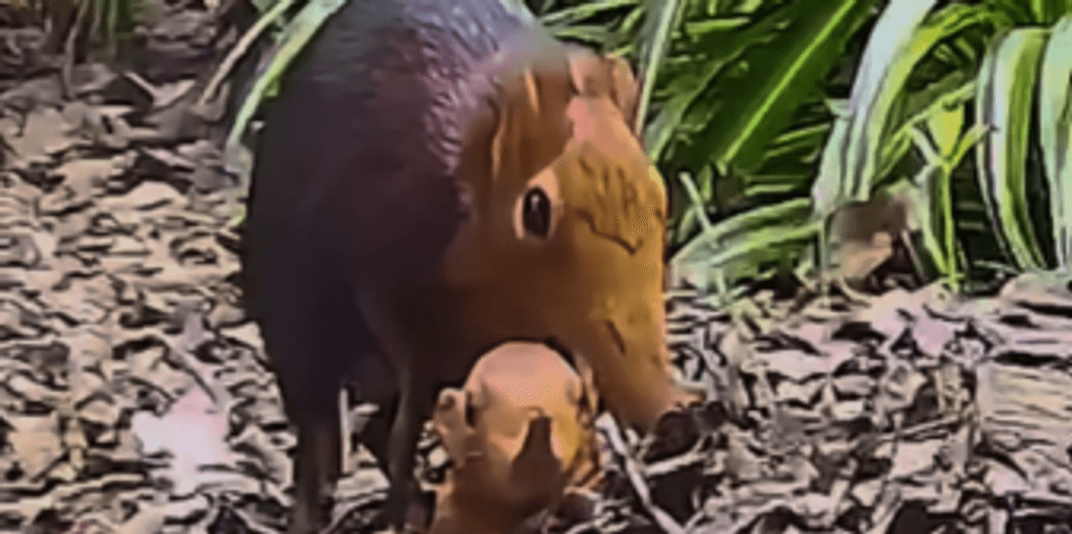British zoo 'defies the odds' and celebrates birth of SECOND pair of Sengi pups