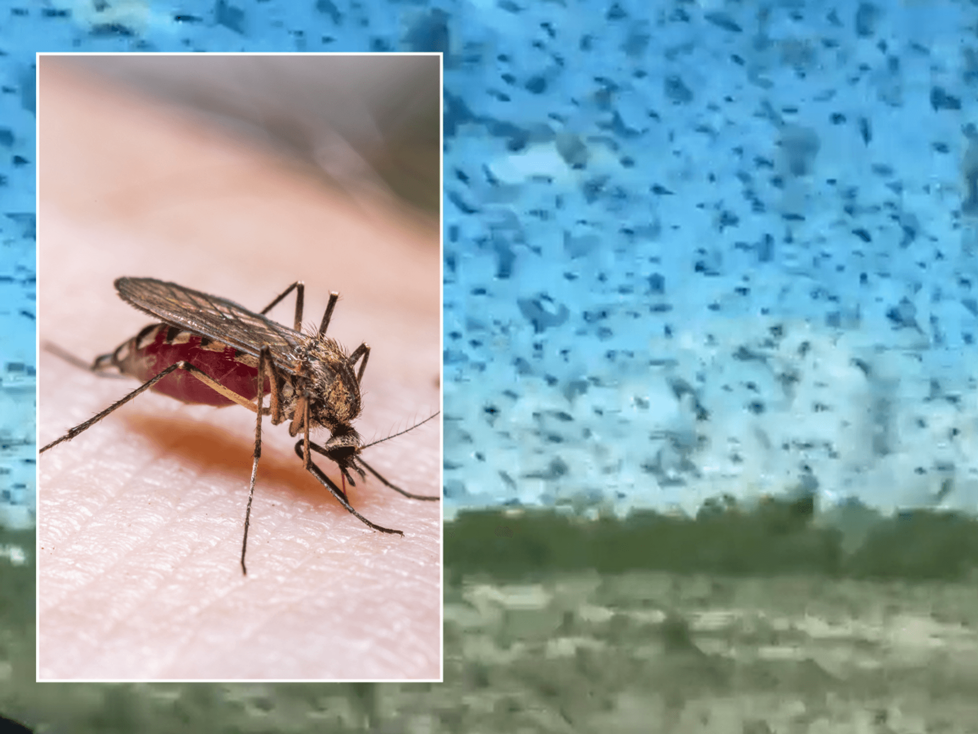Biblical plague of mosquitoes strikes as tourists left hiding in their cars