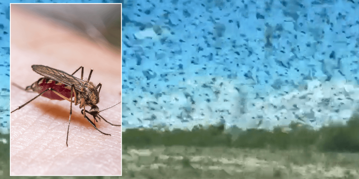 Biblical plague of mosquitoes strikes as tourists left hiding in their cars