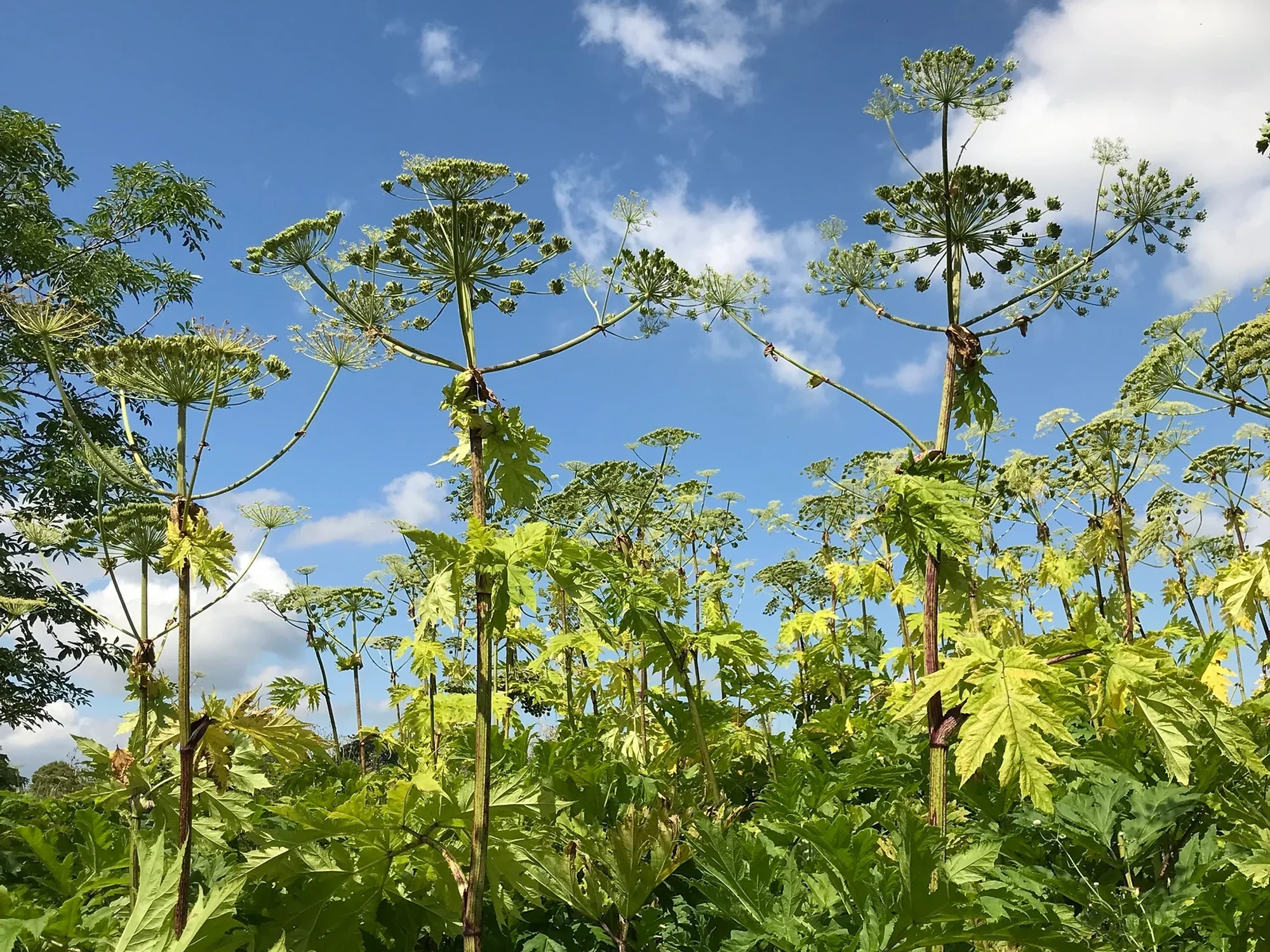 Giant hogweed: Terrifying map shows spread of poisonous plant across UK