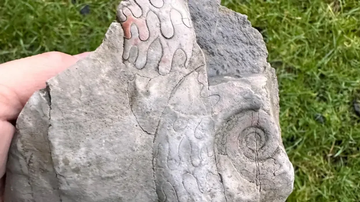 Archaeology discovery unearthed by National Trust as incredible 340-million-year-old fossils unexpectedly found