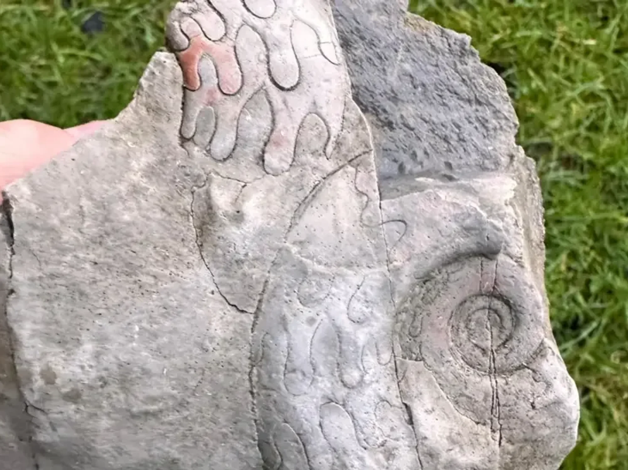 Archaeology discovery unearthed by National Trust as incredible 340-million-year-old fossils unex...