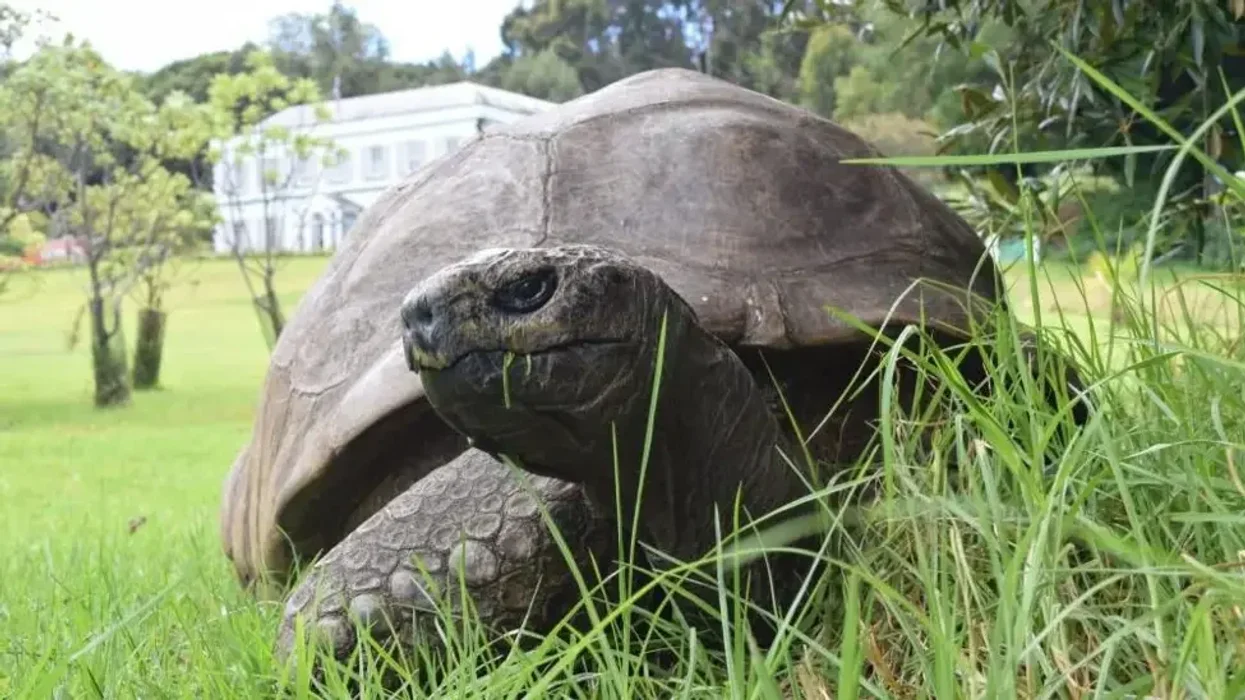 World's oldest tortoise is NOT dead: 193-year-old reptile's vet rages at April Fools' hoax which tricked BBC