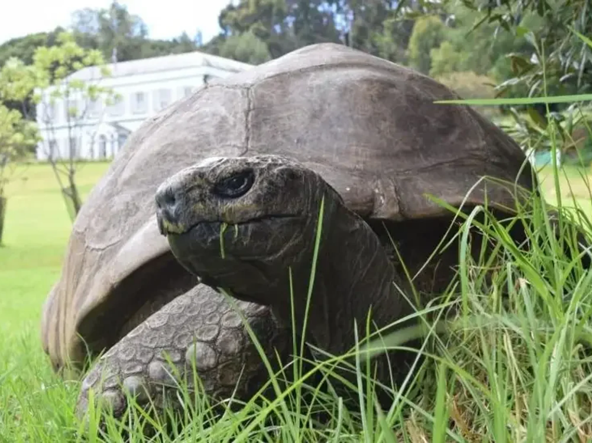 World's oldest tortoise is NOT dead: 193-year-old reptile's vet rages at April Fools' hoax which ...