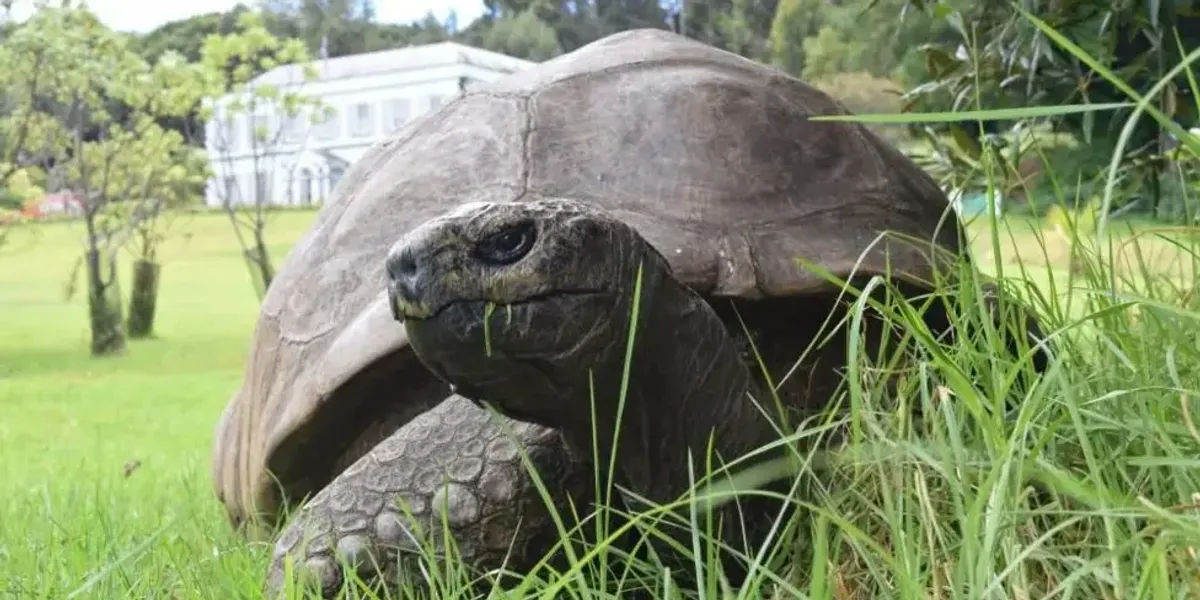 193-year-old reptile’s vet rages at April Fools’ hoax which tricked BBC 193-year-old reptile’s vet rages at April Fools’ hoax which tricked BBC