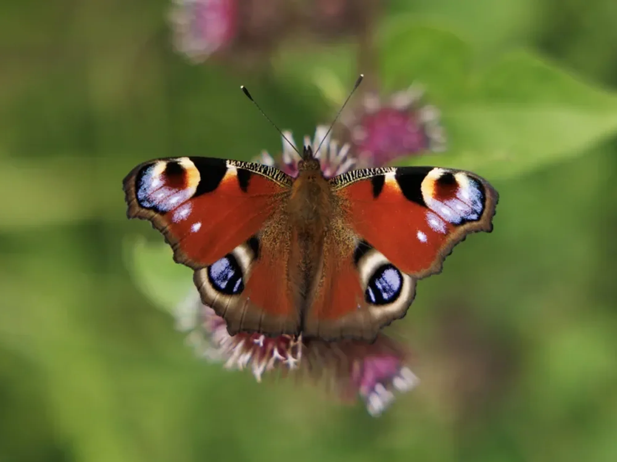 Britain’s native butterflies face ‘urgent battle’ for survival as dozens of species decline