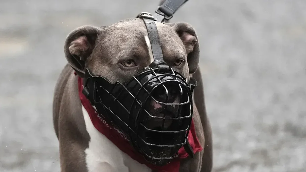 Dog bite deaths surge more than 200 per cent in a year despite XL Bully ban