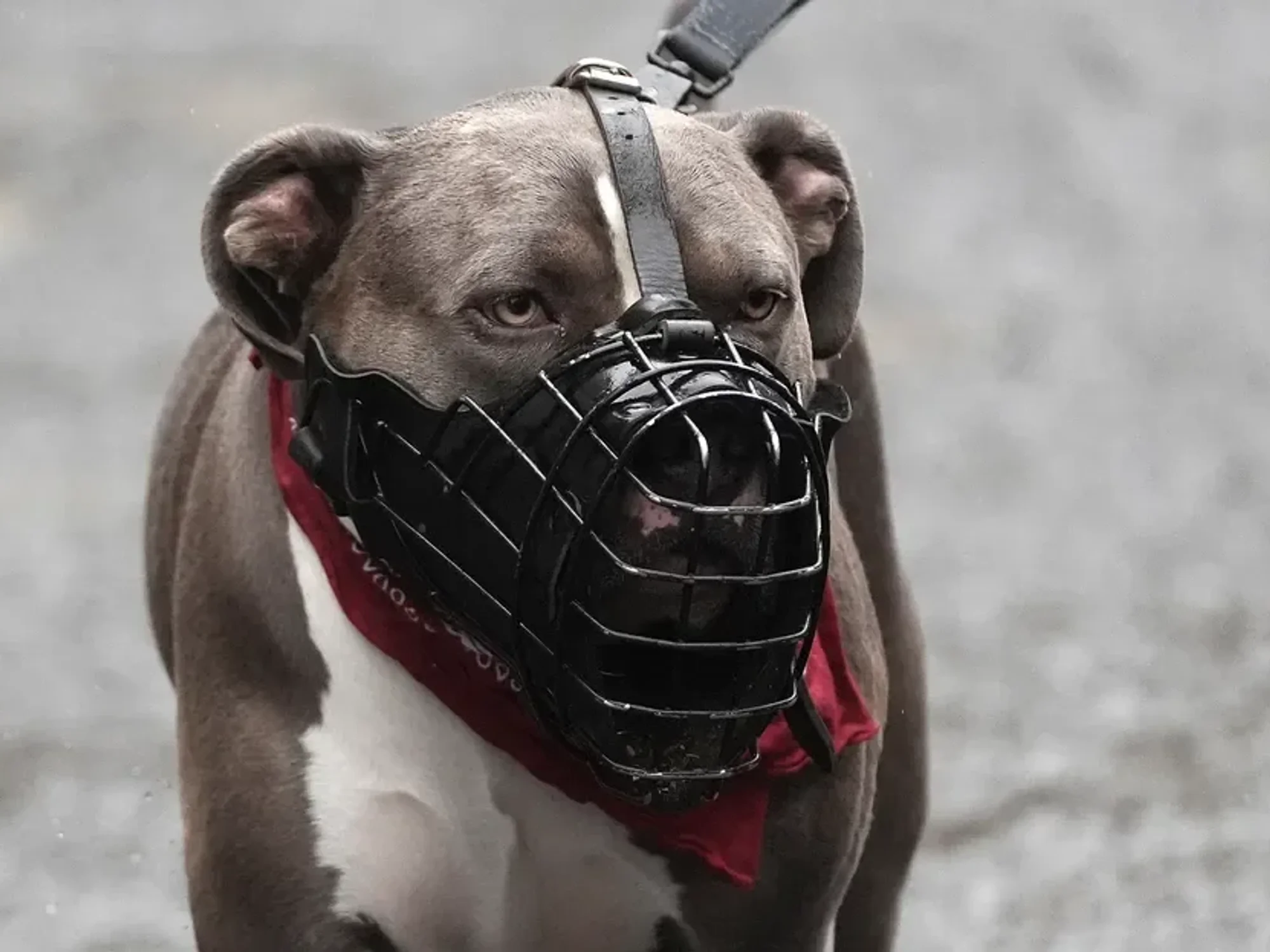 Dog bite deaths surge more than 200 per cent in a year despite XL Bully ban