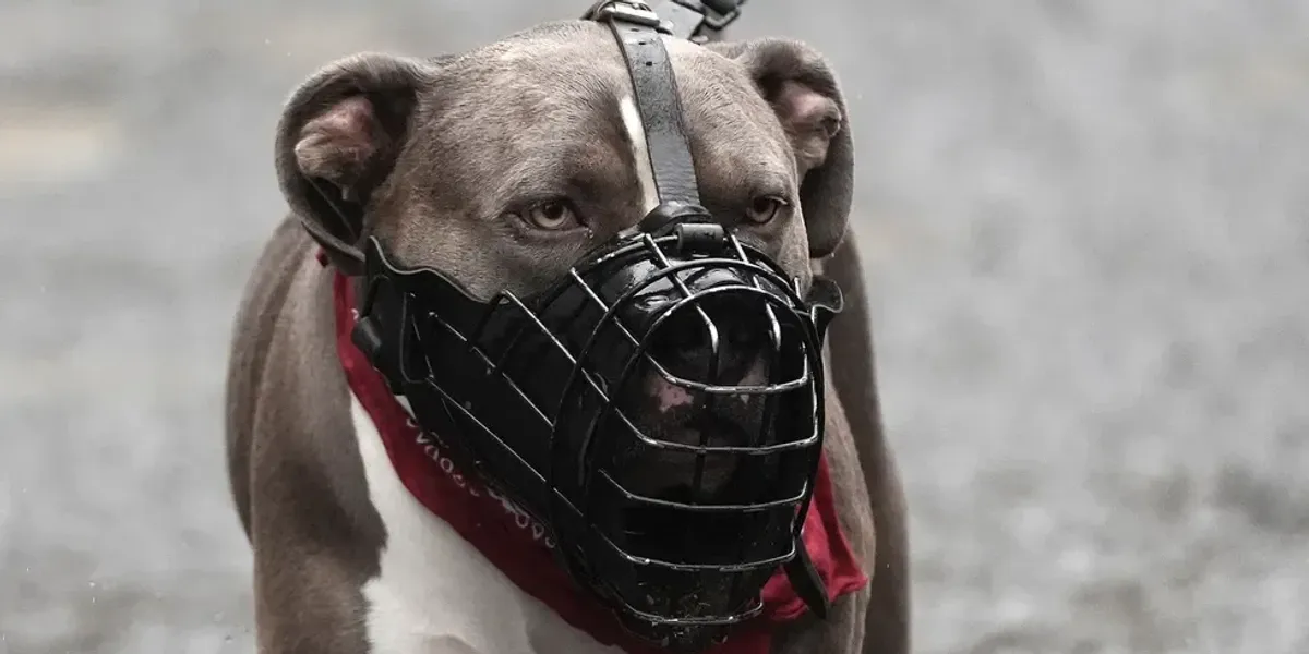 Dog bites deaths surge more than 200 per cent in a year Dog bites deaths surge more than 200 per cent in a year