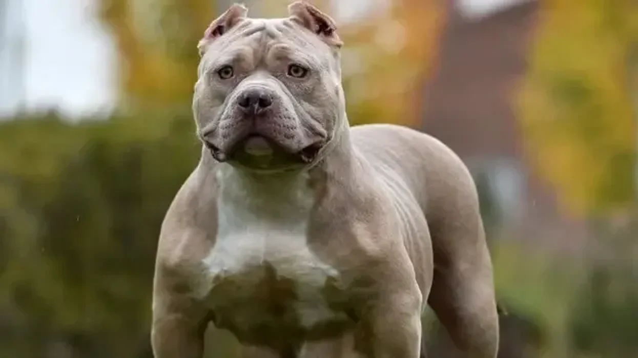 Dog breeders bypassing XL bully ban with vicious 'pocket bully'