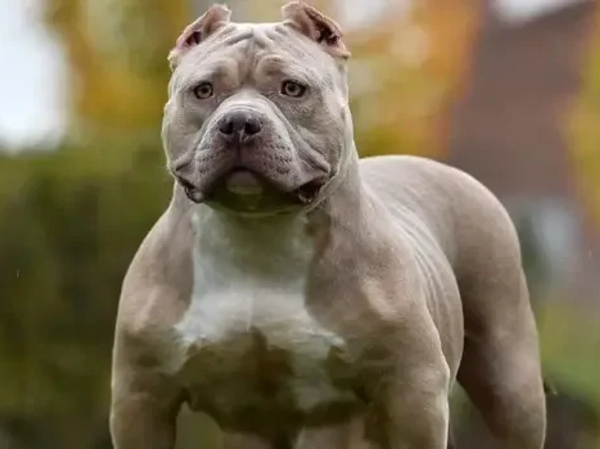 Dog breeders bypassing XL bully ban with vicious 'pocket bully'