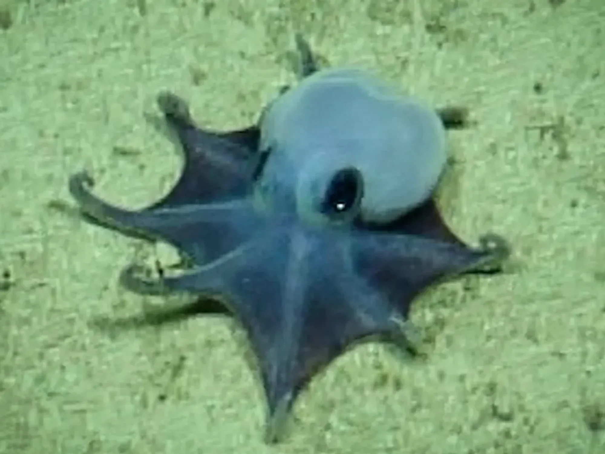 Scientists find new blue octopus the size of golf ball in Pacific Ocean