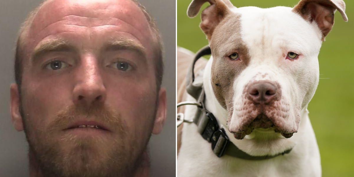 NextImg:XL bully owner jailed after dog clamps jaws onto police officer's leg causing severe injuries in savage mauling