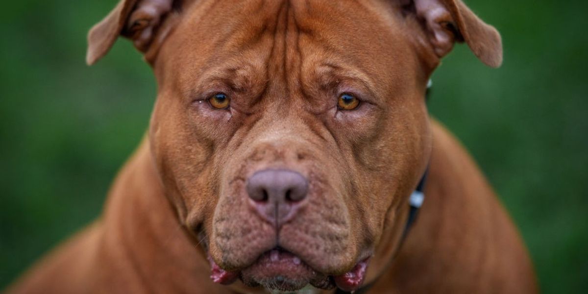 NextImg:XL bully dog brutally mauls unsuspecting woman 'severing her ear and scalp'