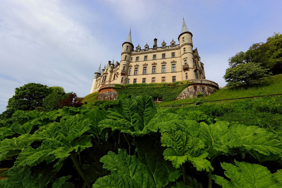 In The Foreground Sheets of The Gunnera Manicata In The Park