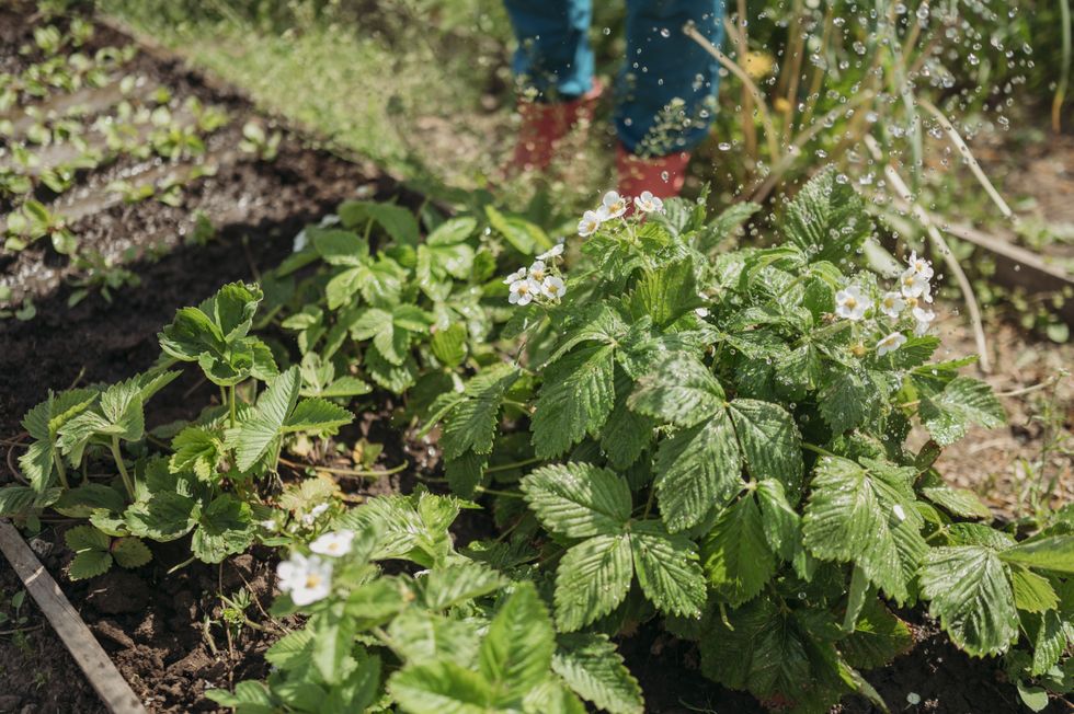 Individual watering strawberry plants in a raised bed
