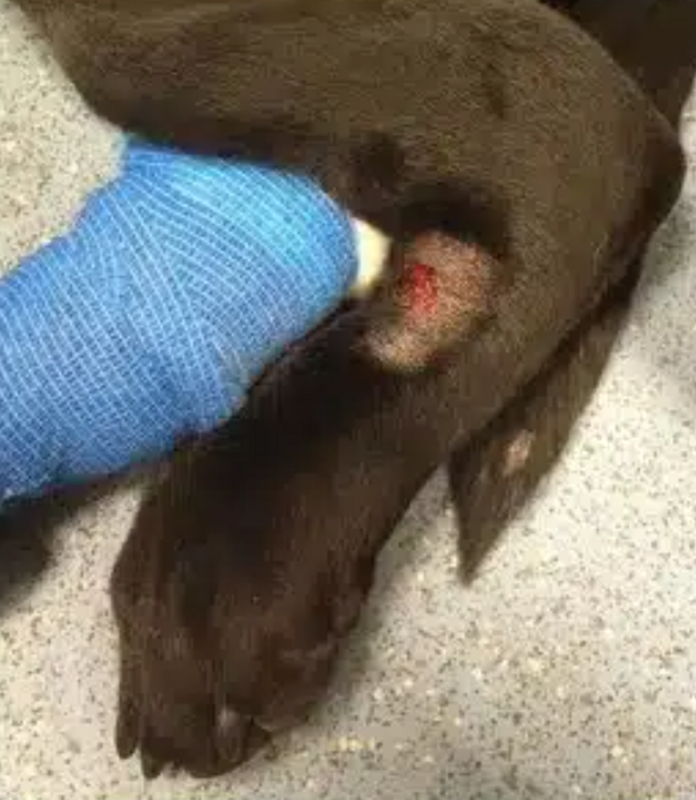 Infected paw